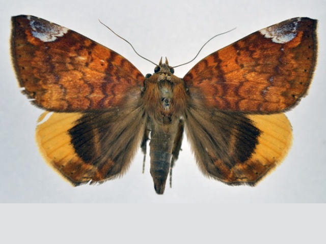 Achaea chrysopera